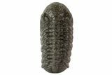 Austerops Trilobite Fossil - Rock Removed #67007-1